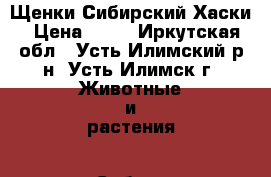 Щенки Сибирский Хаски › Цена ­ 20 - Иркутская обл., Усть-Илимский р-н, Усть-Илимск г. Животные и растения » Собаки   . Иркутская обл.